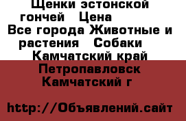 Щенки эстонской гончей › Цена ­ 7 000 - Все города Животные и растения » Собаки   . Камчатский край,Петропавловск-Камчатский г.